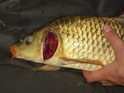 1200px-Carp_gill_defect.jpg