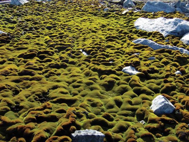 Lichenes in Antarctida.jpg