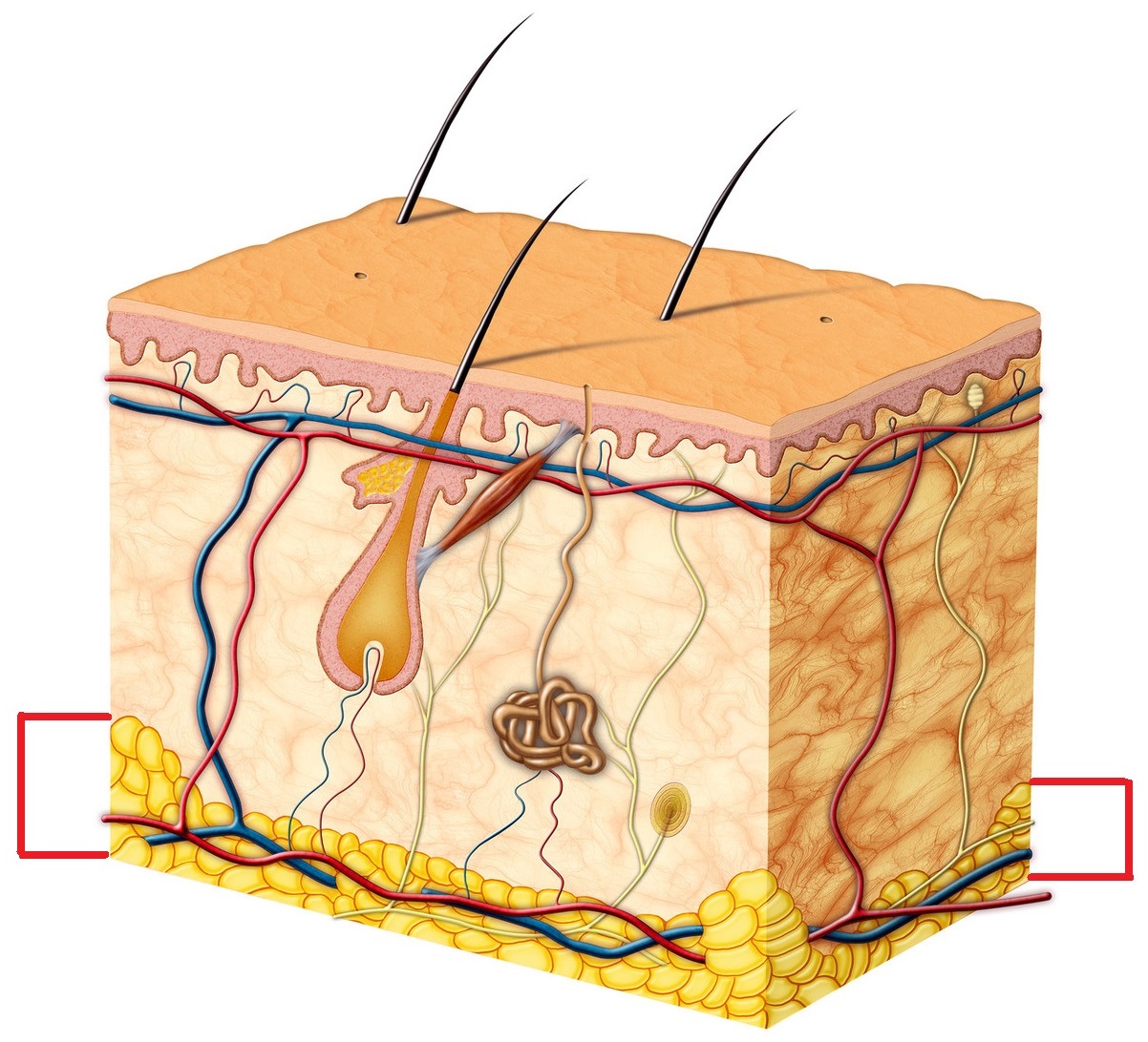 Дерма. Где расположены волосяные сумки. Эпидермис 2) дерма 3) гиподерма. Покровы тела человека строение и функции кожи. Строение кожи.