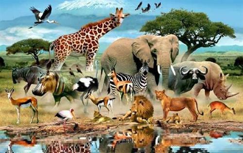 fauna-afriki.jpg