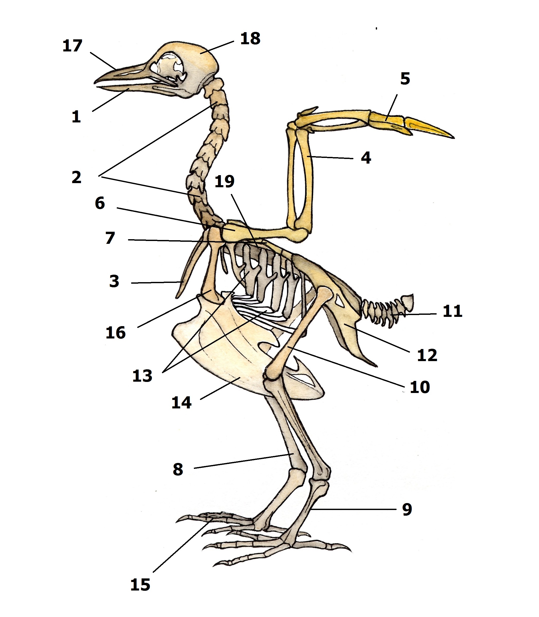 Скелет птицы схема биология 7 класс