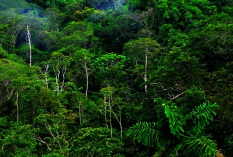 rain forest1a.jpg