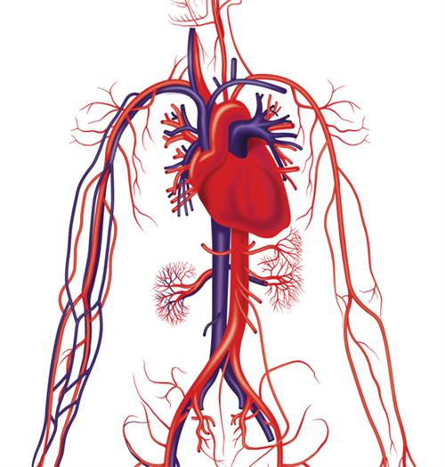 doctors-am-vascular-system_1.jpg