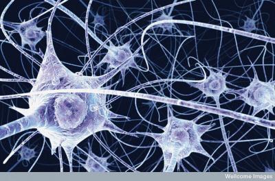 Neurons-in-the-brain-illustration-by-Rebecca-Lee-on-flickr.jpg