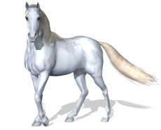 horse_3_png_by_variety_stock.png