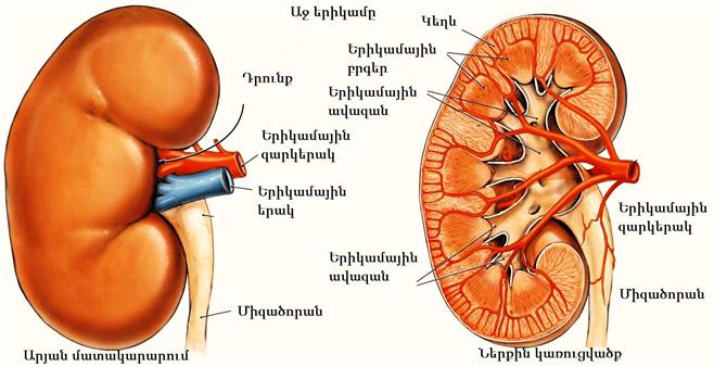 kidney-anatomy.jpgգդ.jpg