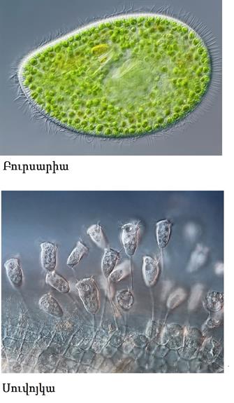 paramecium-bursaria-ciliate-gerd-guenther.jpg