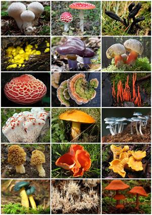 Fungi_Diversity.jpg
