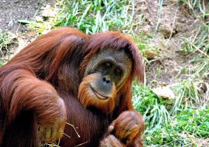 Orangutan2.jpeg