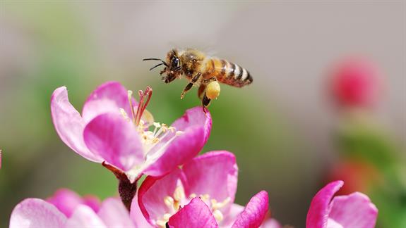 honeybee-pink-flower.ngsversion.1473419912581.jpg