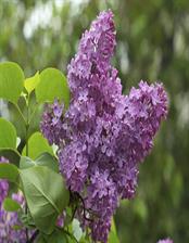 lilac-bush1.jpg