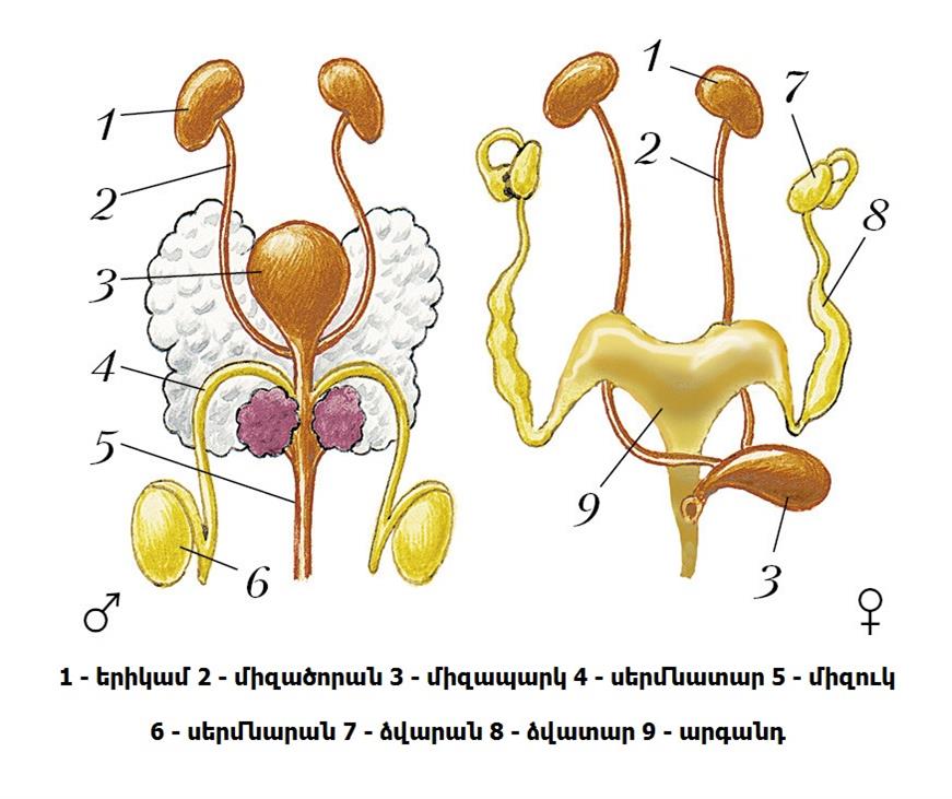 Половая система рисунки