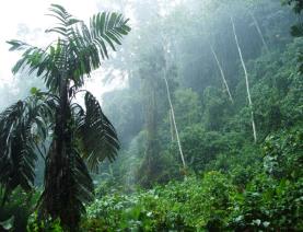 Tropical rainforest.jpg