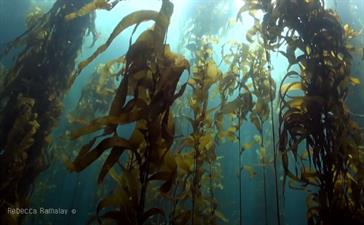 featured-tassie-kelp-forest.jpg