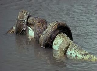 Anaconda vs caiman.jpg