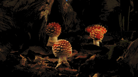 growing-mushrooms-timelapse-3.gif