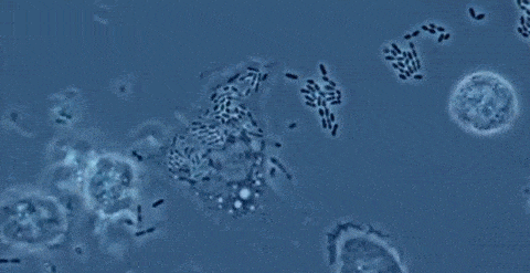 ezgif.com-crop%20(1)[1].gif