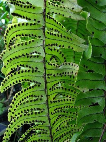 pictures-of-ferns-plants-17-boston-fern-nephrolepis-exaltata-bostoniensis.jpg