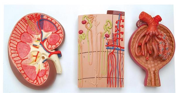 k11_kidney-section-nephrons-blood-vessels-and-renal-corpuscle-model.jpg