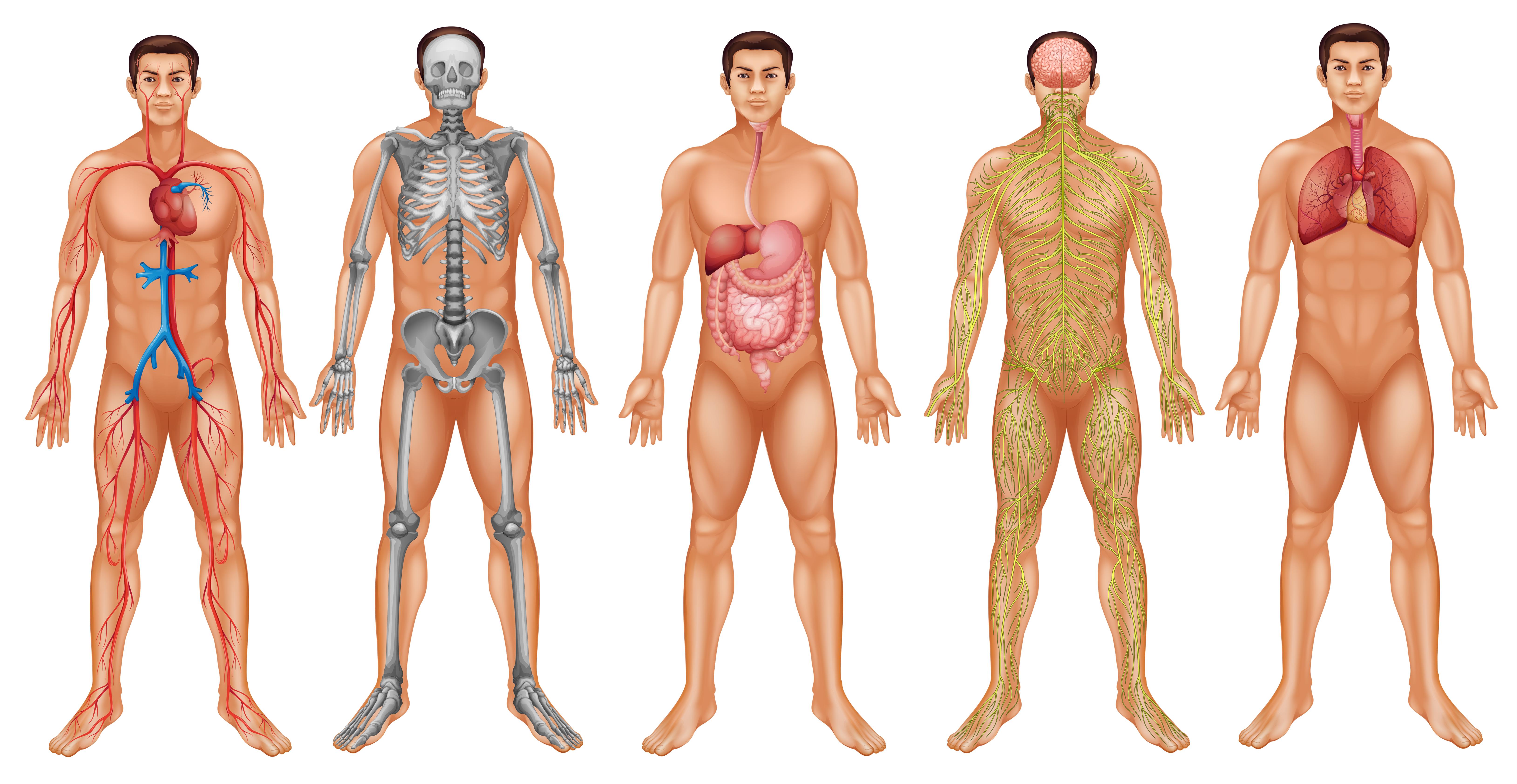 Множественный организм. Человеческий организм. Анатомия женского тела. Тело юноши анатомия.