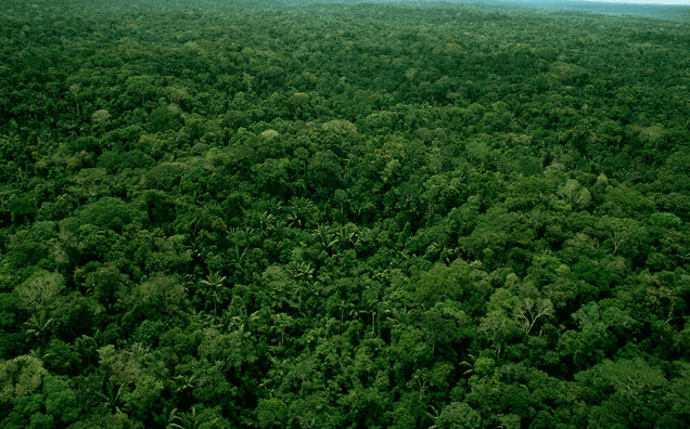 amazon-rainforest.png