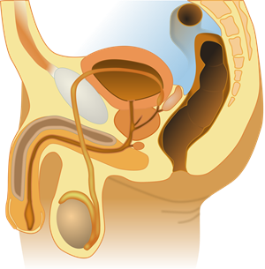 2000px-Male_anatomy_blank.svg.png