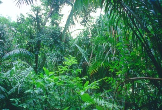 tropical-rainforest.jpg