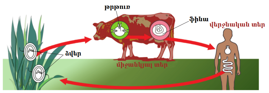 Какое развитие у бычьего цепня. Основной хозяин бычьего цепня. Жизненный цикл бычьего цепня промежуточный хозяин. Цикл развития бычьего цепня промежуточный хозяин. Цикл развития бычьего цепня биология 7.