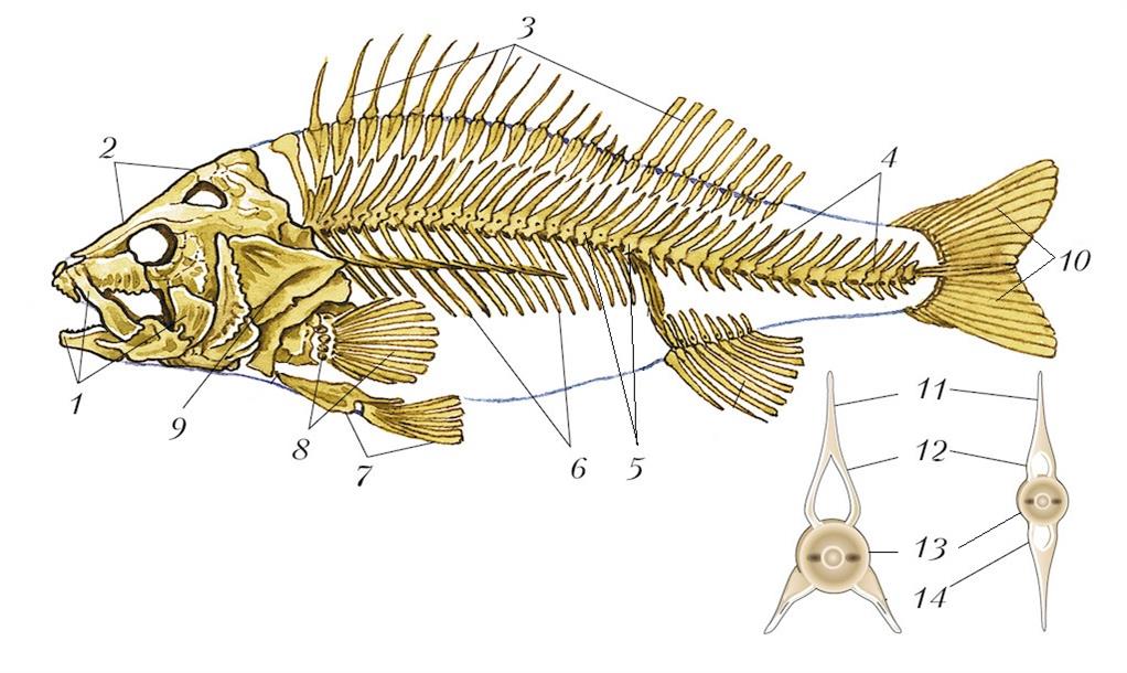 Рыба хвостовой отдел позвоночника. Опорно двигательная система речного окуня. Скелет костистой рыбы окуня. Скелет речного окуня. Строение скелета костных рыб.