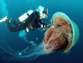 медуза3.jpg