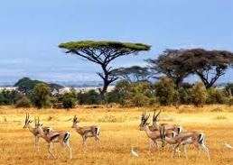African savana1.jpg