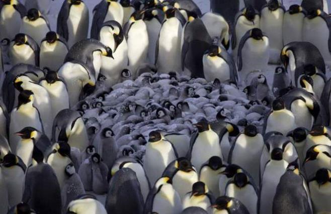 Penguins kindergarden.jpg