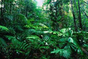 Tropical_Rainforest.jpg