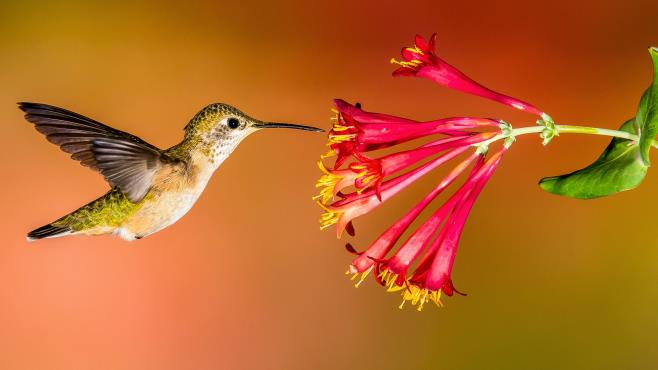 Hummingbird.jpeg