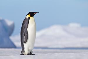 penguine.JPG
