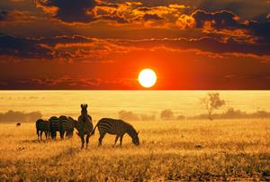 savannah-zebras-and-sunset.jpg