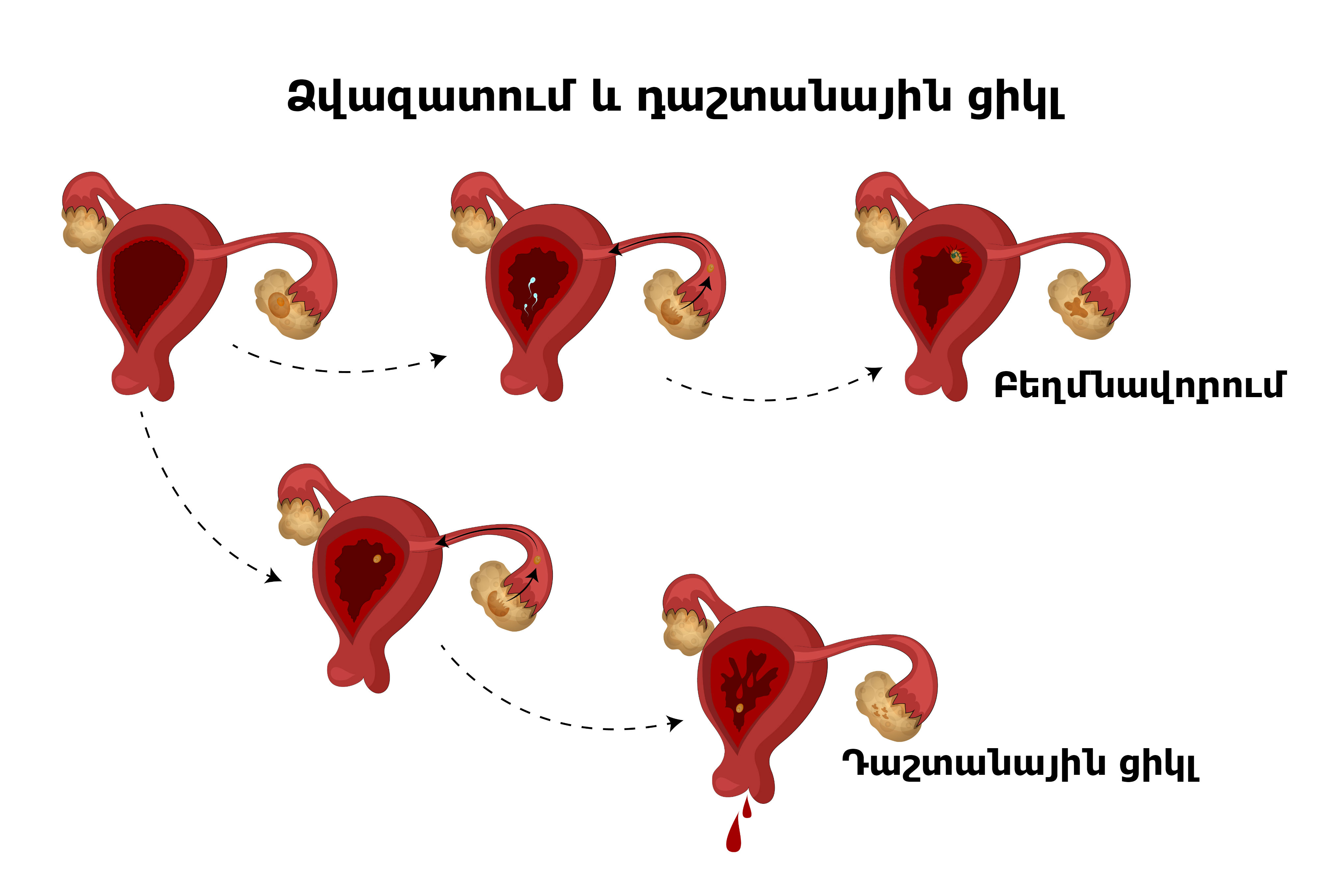 Месячные гуляют. Нарушение менструационного цикла. Menstrual Cycle Art. Fecundation Cycle.