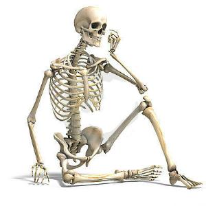 anatomical-correct-male-skeleton-18095929.jpg