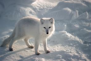 Arctic-Fox.jpeg
