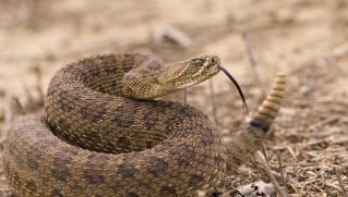 rattlesnake-tongue.jpg