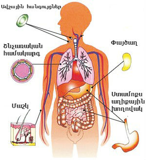 organyi-immunnoy-sistemyi.JPG