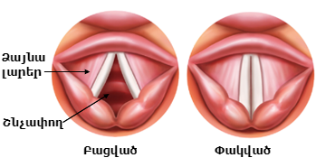 vocal_cords_anatomy.png