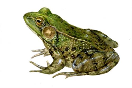 green-frog.jpg