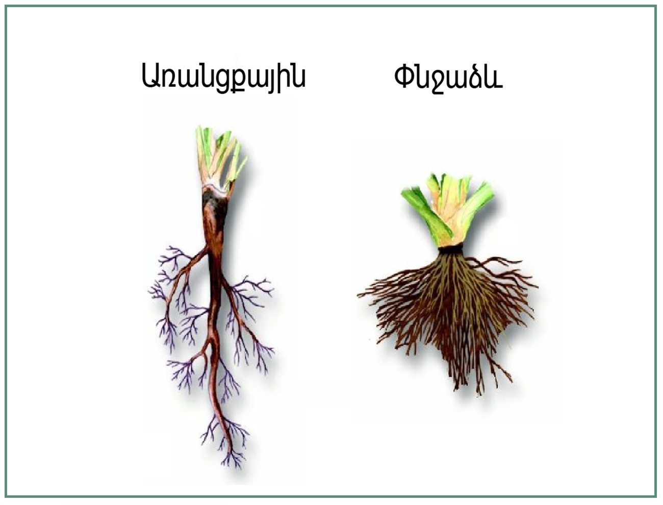 Стержневой корень. Արմատ x ֆունկցիա. Բույսերի բազմացումը պատվաստով перевод. Ծաղիկի անուն мужские шасти.